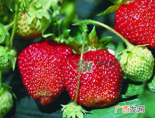 八月份还有草莓吗？8月份还有草莓吗？