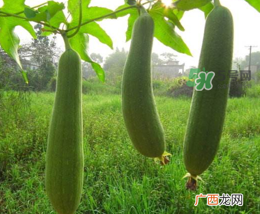 八月份可以种丝瓜吗？8月份可以种丝瓜吗？