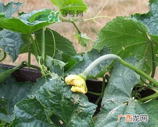 八月份可以种丝瓜吗？8月份可以种丝瓜吗？