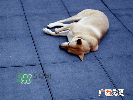 三伏天可以睡地上吗？三伏天可以睡地板吗？