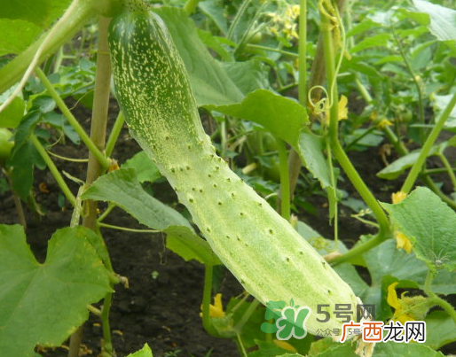立秋可以种什么菜？立秋后可以种什么菜？