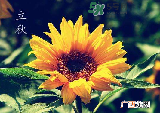 立秋为什么在处暑前？为什么立秋早过处暑？