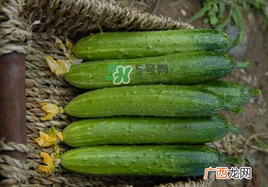 立秋可以种黄瓜吗？立秋后能种黄瓜吗？