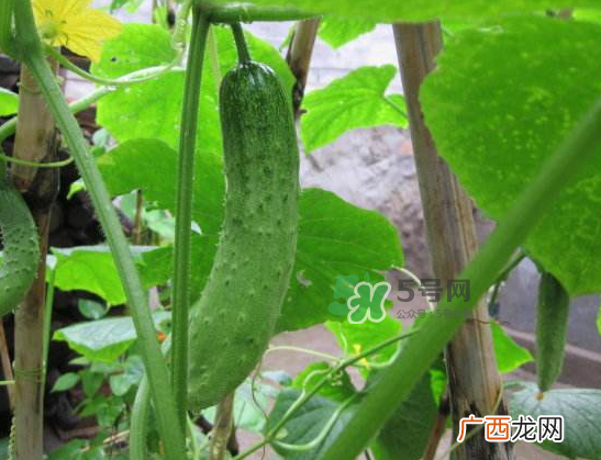 立秋可以种黄瓜吗？立秋后能种黄瓜吗？