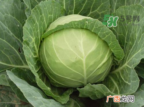 立秋可以种甘蓝吗？九月份能种甘蓝吗？