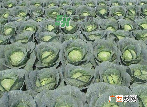 立秋可以种甘蓝吗？九月份能种甘蓝吗？
