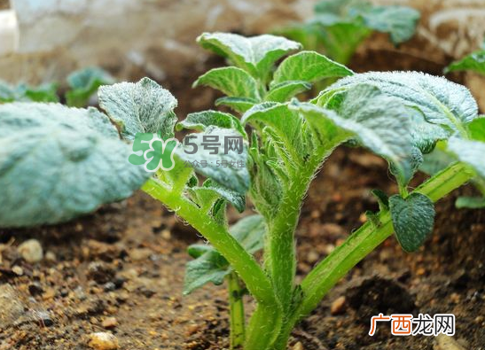 八月份可以种土豆吗？八月份可以种马玲薯吗？