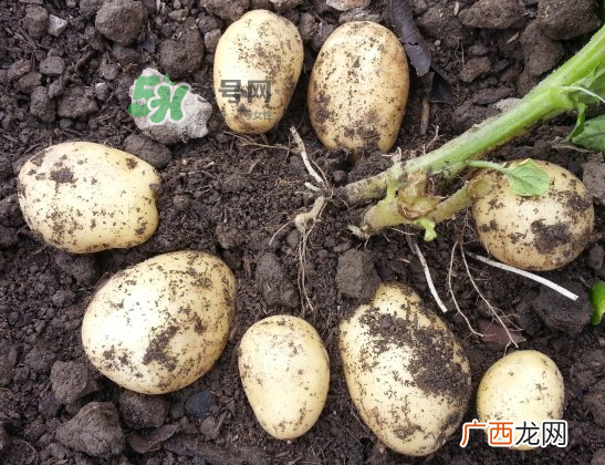 八月份可以种土豆吗？八月份可以种马玲薯吗？