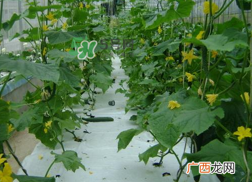 8月份能种黄瓜吗？八月份能种黄瓜吗？