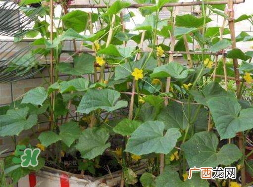 8月份能种黄瓜吗？八月份能种黄瓜吗？
