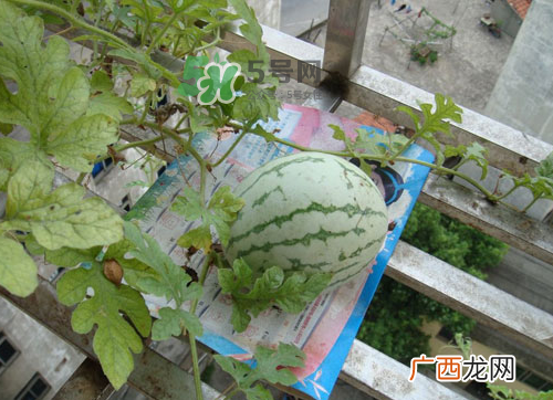 八月份能种西瓜吗？大棚八月可以种西瓜吗？