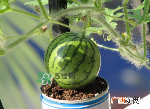 八月份能种西瓜吗？大棚八月可以种西瓜吗？