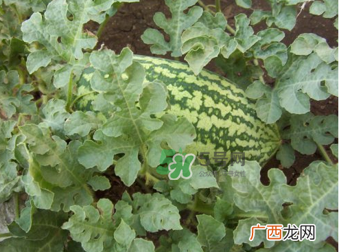 八月份能种西瓜吗？大棚八月可以种西瓜吗？