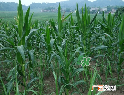 8月份能种玉米吗？八月份可以种玉米吗？