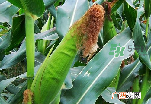 8月份能种玉米吗？八月份可以种玉米吗？