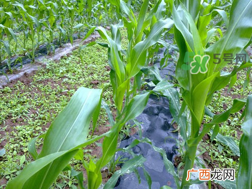 8月份能种玉米吗？八月份可以种玉米吗？