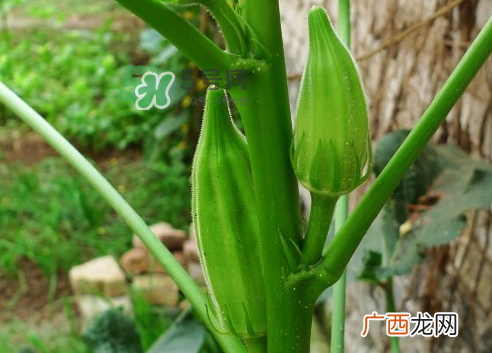 八月份可以种秋葵吗？8月份能种秋葵吗？