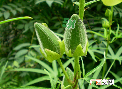 八月份可以种秋葵吗？8月份能种秋葵吗？
