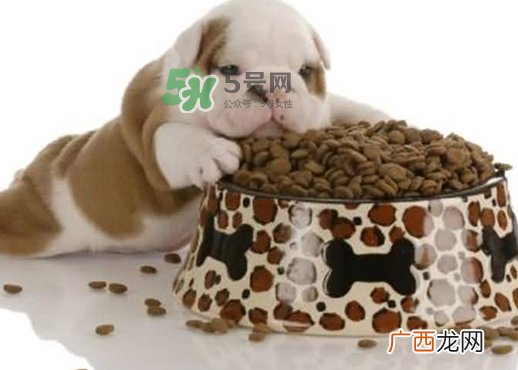 三伏天狗狗不吃饭怎么办？三伏天狗狗不吃饭怎么回事？