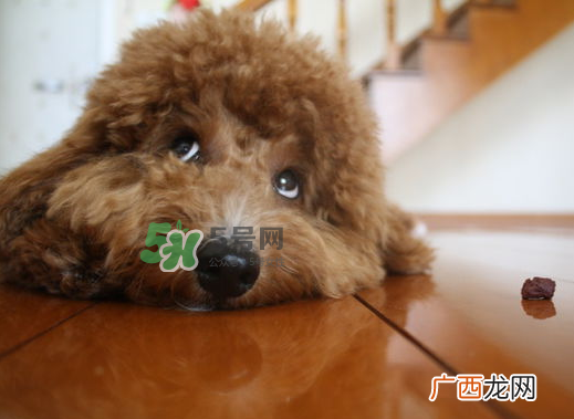 三伏天狗狗不吃饭怎么办？三伏天狗狗不吃饭怎么回事？