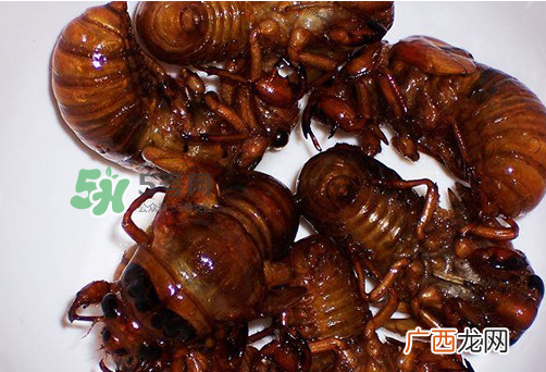 金蝉可以冷冻吗_金蝉放冰箱怎么保存_金蝉怎么放不发黑