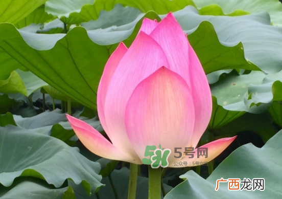 八月份还有荷花吗？8月份还有荷花吗？