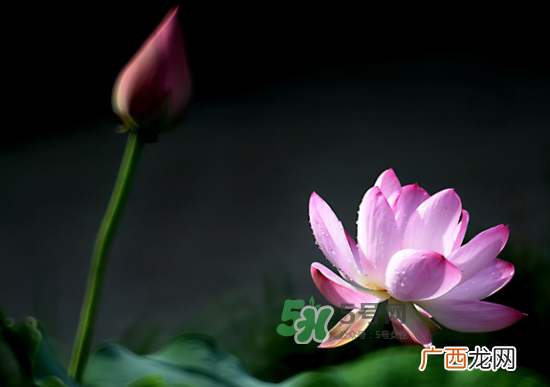 八月份还有荷花吗？8月份还有荷花吗？