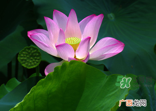 八月份还有荷花吗？8月份还有荷花吗？