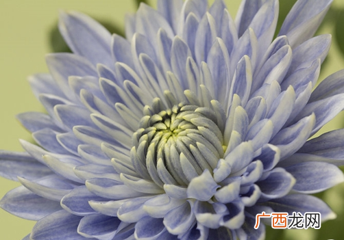 菊花有蓝色吗_蓝色菊花名字叫什么_蓝色的菊花是什么品种