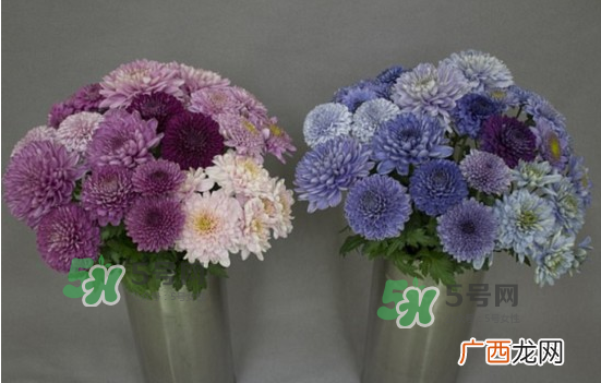 菊花有蓝色吗_蓝色菊花名字叫什么_蓝色的菊花是什么品种