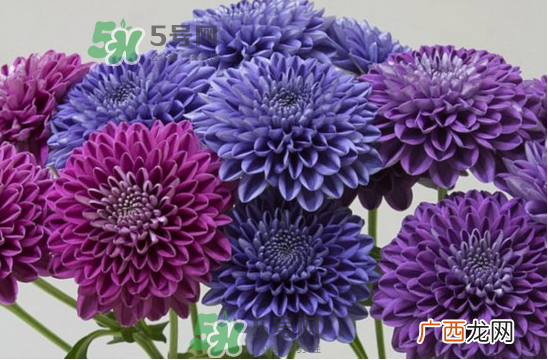 菊花有蓝色吗_蓝色菊花名字叫什么_蓝色的菊花是什么品种
