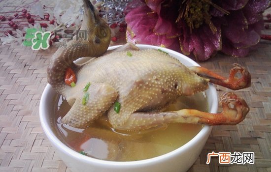 三伏天能吃鸽子吗？三伏天能喝鸽子汤吗？
