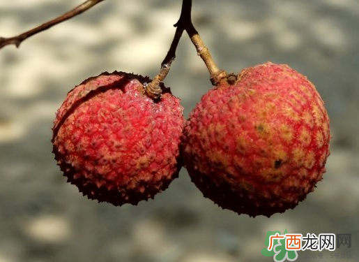 七月份还有荔枝吗？7月份还有荔枝吗？