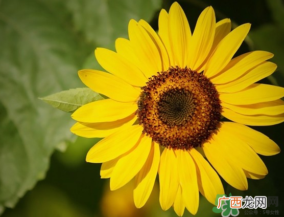 大暑和处暑是什么意思？大暑热还是处暑热？