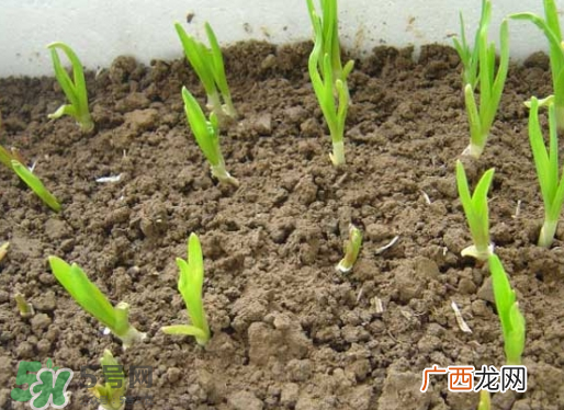 七月份可以种大蒜吗？七月份怎样种植大蒜才能发芽？
