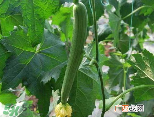 七月份可以种丝瓜吗？丝瓜几月份种植？