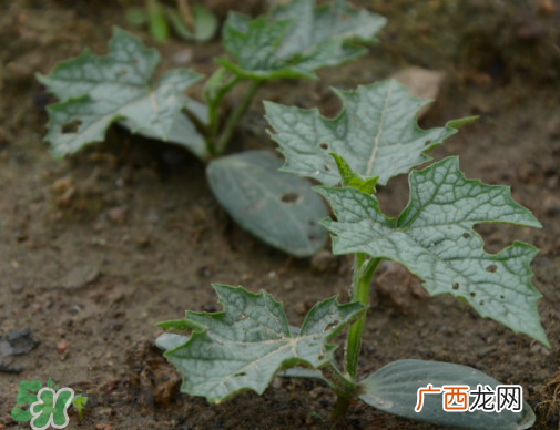 七月份可以种丝瓜吗？丝瓜几月份种植？