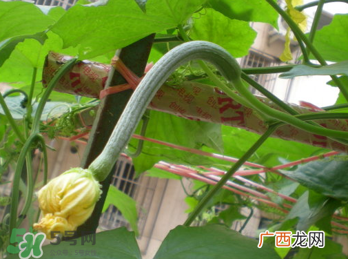 七月份可以种丝瓜吗？丝瓜几月份种植？