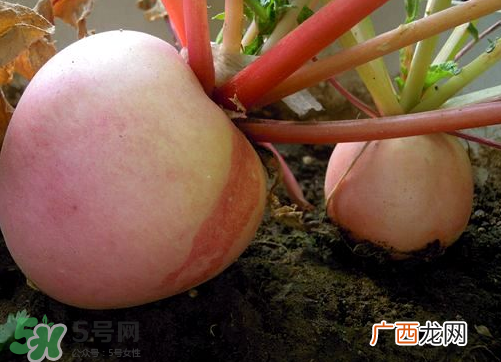头伏萝卜二伏菜是什么意思？头伏种什么菜？