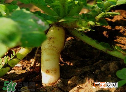 头伏萝卜二伏菜是什么意思？头伏种什么菜？