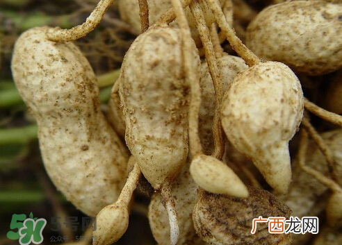 七月份可以种花生吗？花生七月份可以种植吗？