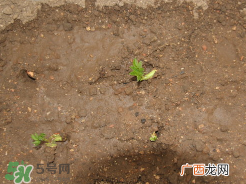 七月份可以种花生吗？花生七月份可以种植吗？