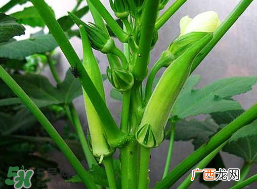 七月份可以种秋葵吗？黄秋葵可以在7月播种吗？