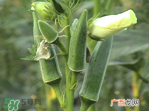 七月份可以种秋葵吗？黄秋葵可以在7月播种吗？