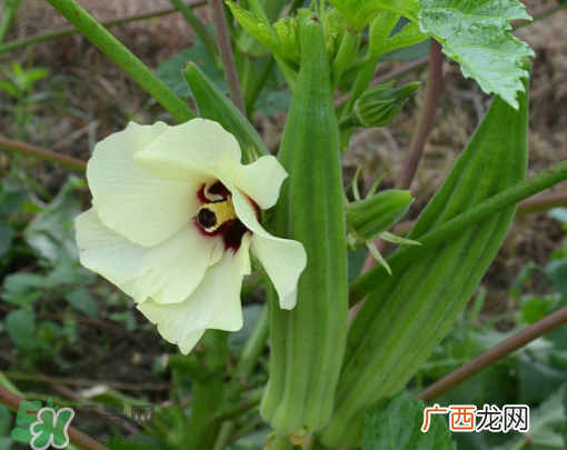 七月份可以种秋葵吗？黄秋葵可以在7月播种吗？