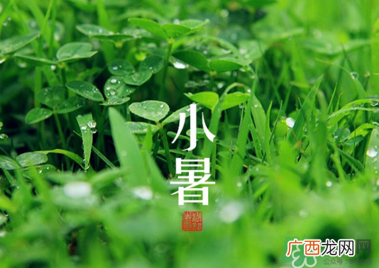 小暑种什么菜？小暑为什么要种牵牛花？