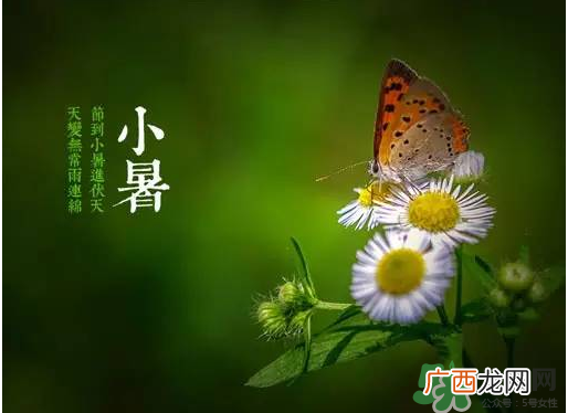 小暑种什么菜？小暑为什么要种牵牛花？