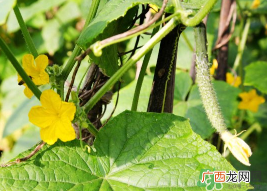 小暑种什么菜？小暑为什么要种牵牛花？