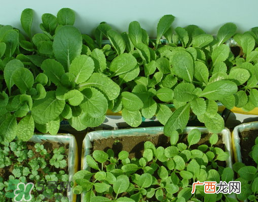 八月份可以种什么菜？八月份适合种植的蔬菜