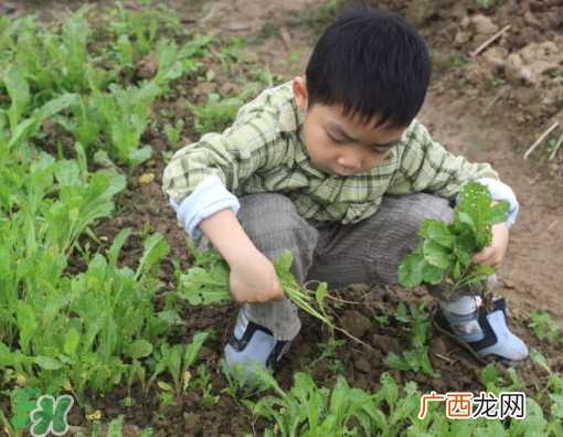 八月份可以种什么菜？八月份适合种植的蔬菜